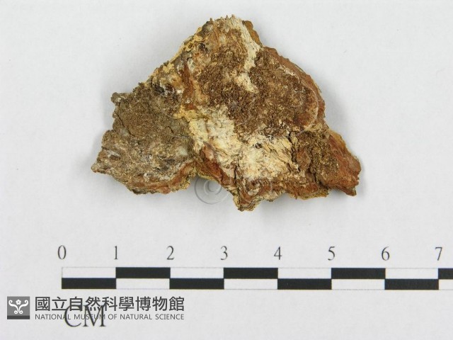 登錄號:F0017431藏品圖，第1張