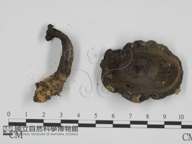 登錄號:F0005431藏品圖，第3張