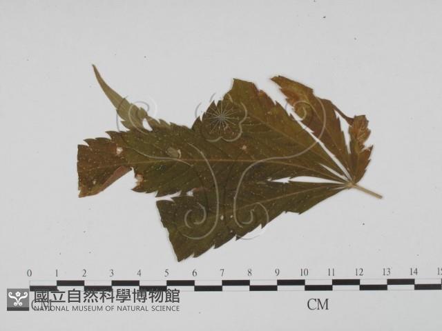登錄號:F0019431藏品圖，第3張