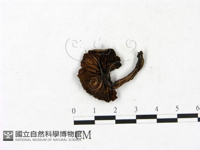 小菇屬藏品圖，第3張