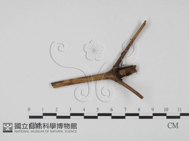 登錄號:F0003431藏品圖，第3張