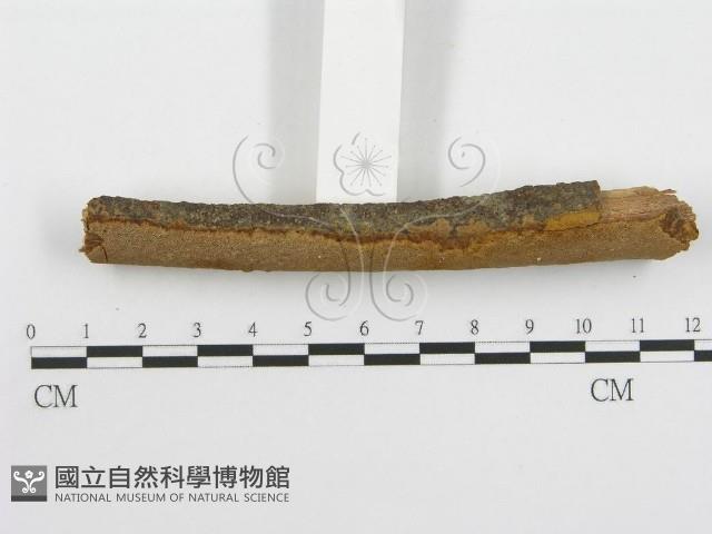 登錄號:F0013431藏品圖，第3張