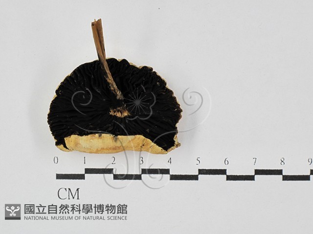 登錄號:F0028731藏品圖，第3張
