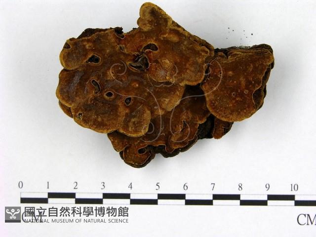 登錄號:F0008731藏品圖，第3張