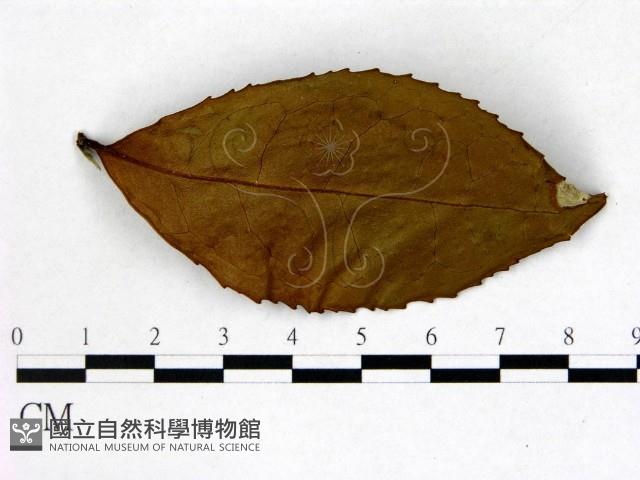 登錄號:F0020731藏品圖，第3張