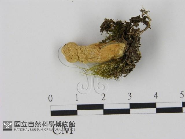 登錄號:F0001731藏品圖，第3張