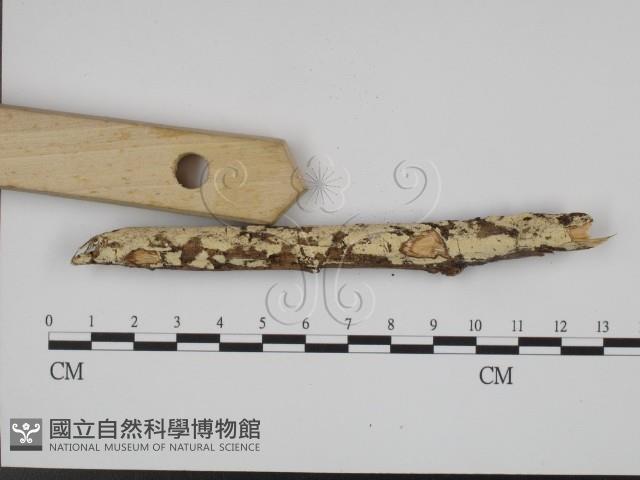 絲齒菌屬藏品圖，第3張