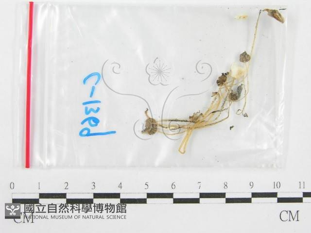 鬼傘屬藏品圖，第3張