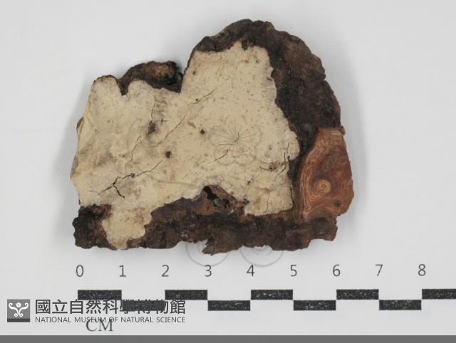 登錄號:F0034731藏品圖，第3張