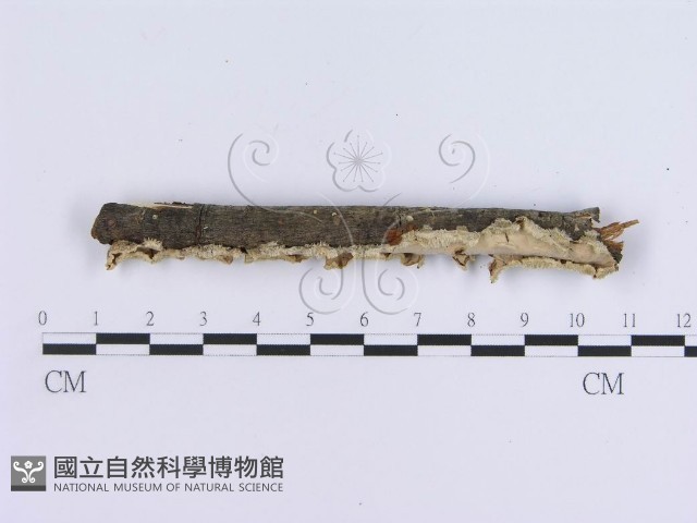 登錄號:F0002731藏品圖，第3張