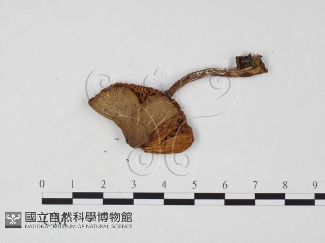 登錄號:F0025731藏品圖，第3張