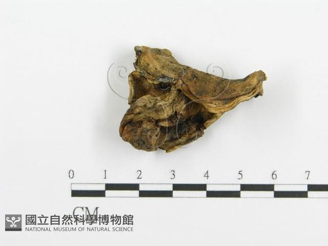 登錄號:F0005731藏品圖，第3張