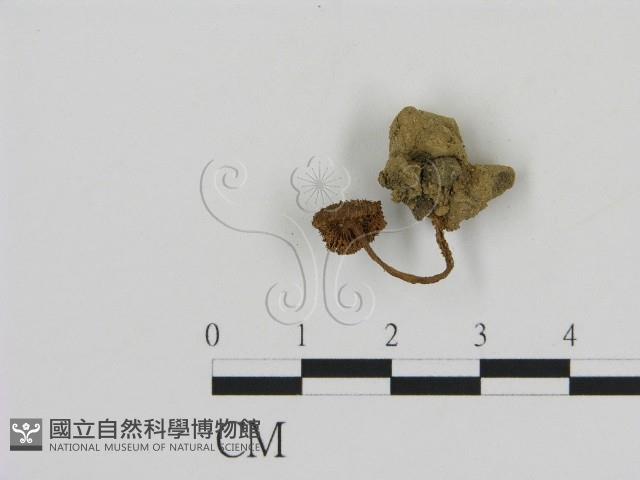 登錄號:F0008531藏品圖，第3張