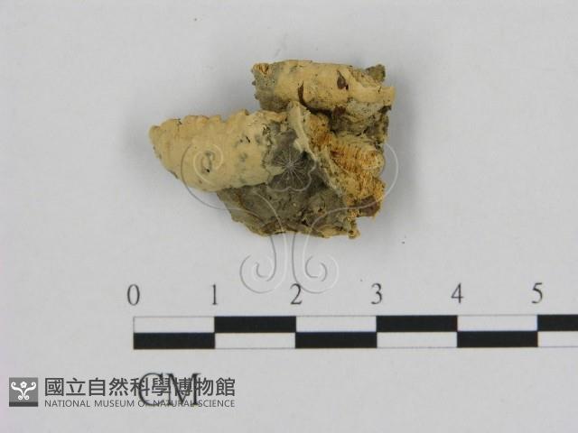 登錄號:F0006531藏品圖，第3張