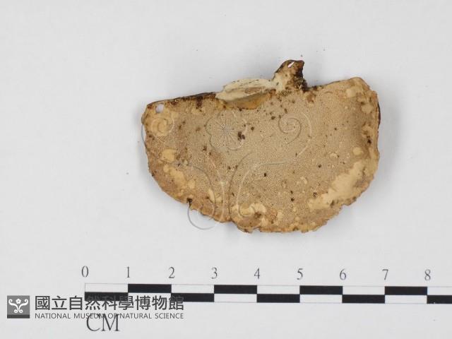 相鄰小孔菌藏品圖，第3張