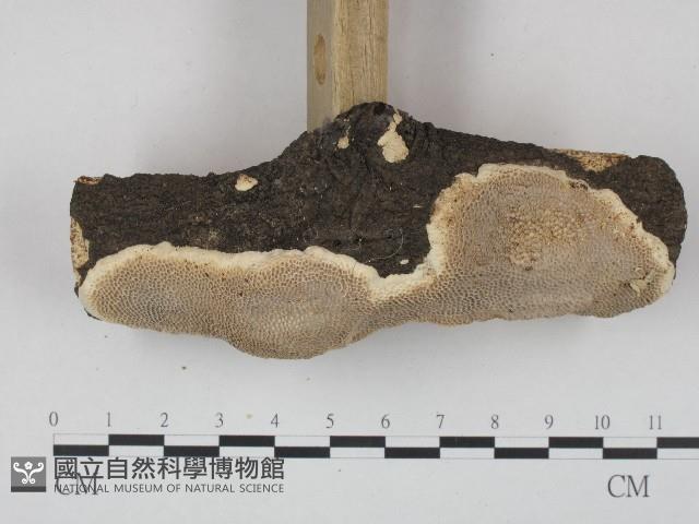 登錄號:F0004531藏品圖，第3張