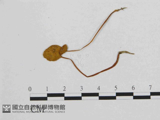 小皮傘屬藏品圖，第3張