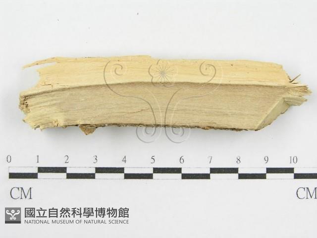 登錄號:F0002531藏品圖，第3張