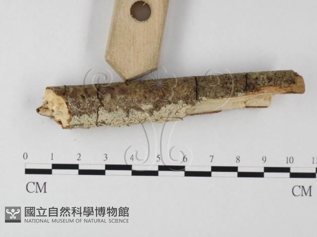 登錄號:F0025531藏品圖，第3張