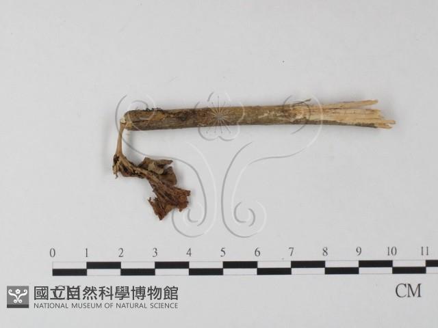 登錄號:F0005531藏品圖，第3張