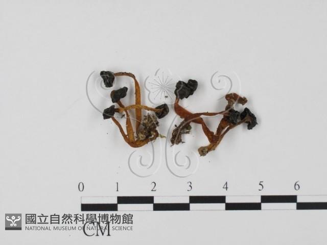 登錄號:F0015531藏品圖，第3張