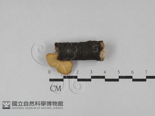 多孔菌屬藏品圖，第3張