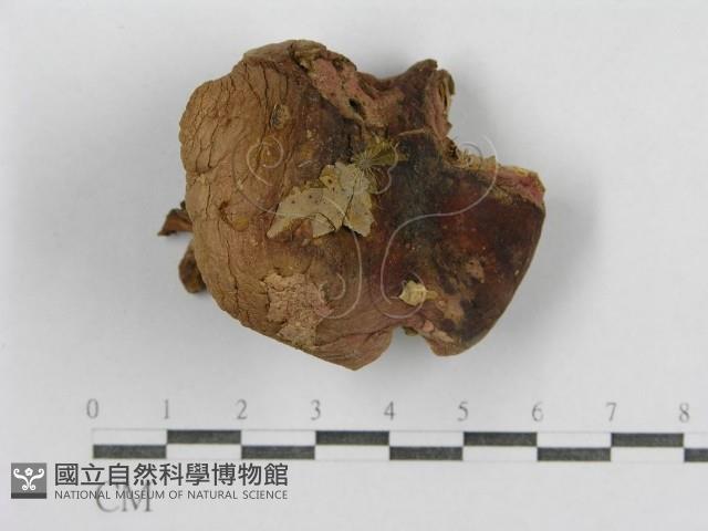 紅菇屬藏品圖，第3張