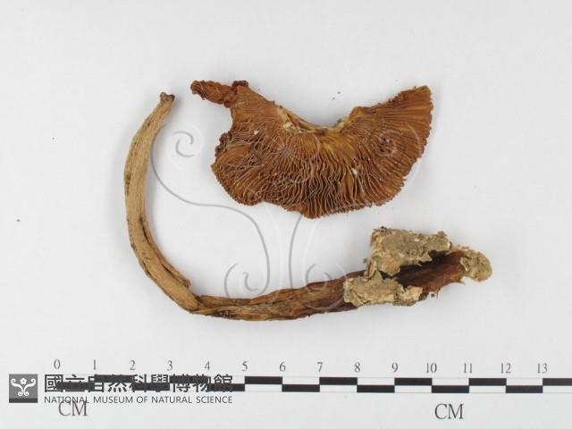 登錄號:F0026131藏品圖，第3張