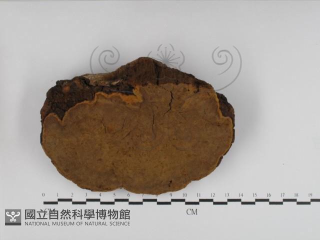 桑黃藏品圖，第3張