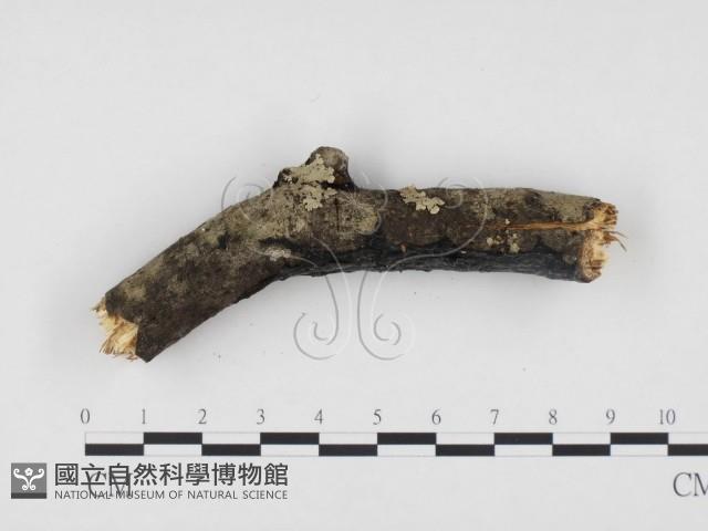 登錄號:F0024131藏品圖，第3張