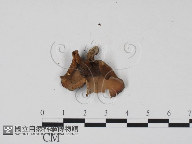 登錄號:F0002131藏品圖，第3張