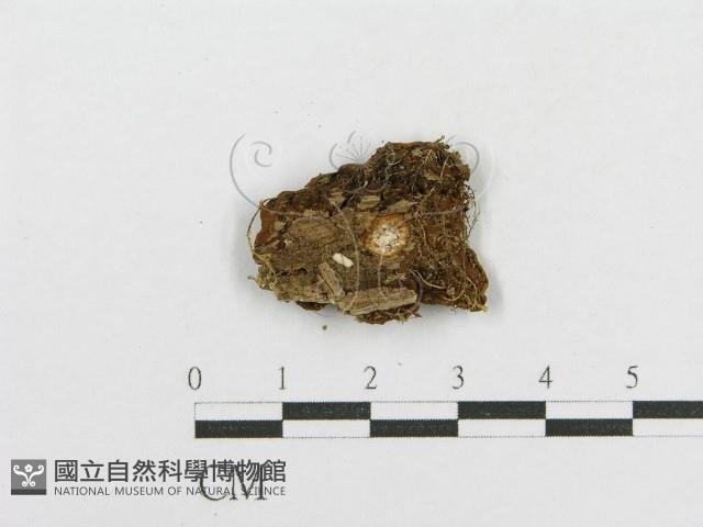 木層孔菌屬藏品圖，第3張