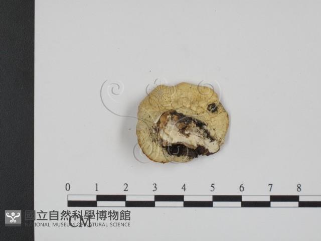 登錄號:F0009131藏品圖，第3張