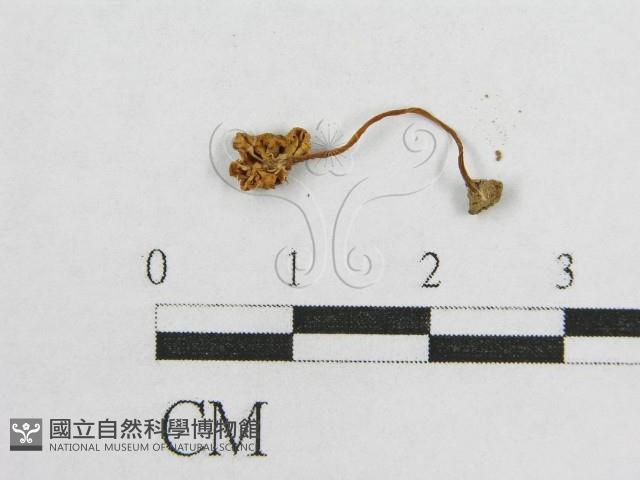 盔孢傘屬藏品圖，第3張