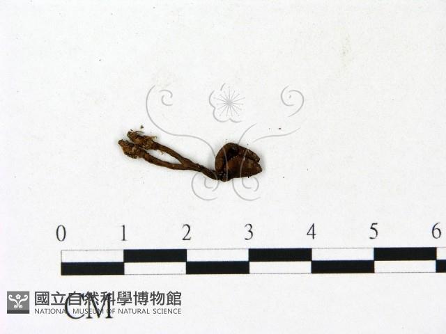 登錄號:F0023131藏品圖，第3張