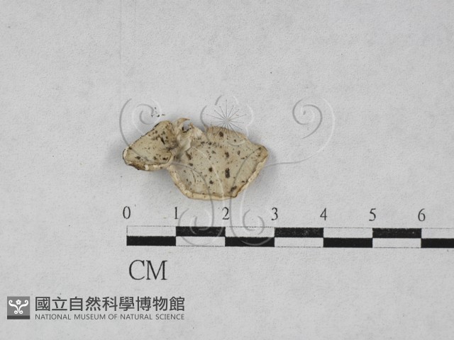 登錄號:F0028031藏品圖，第3張