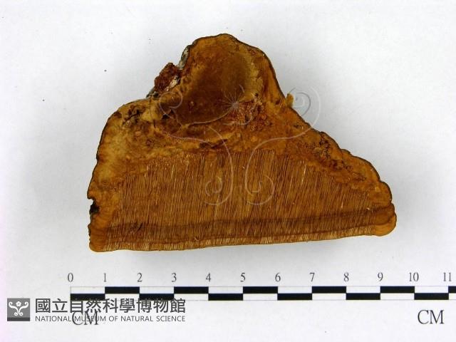 登錄號:F0008031藏品圖，第3張