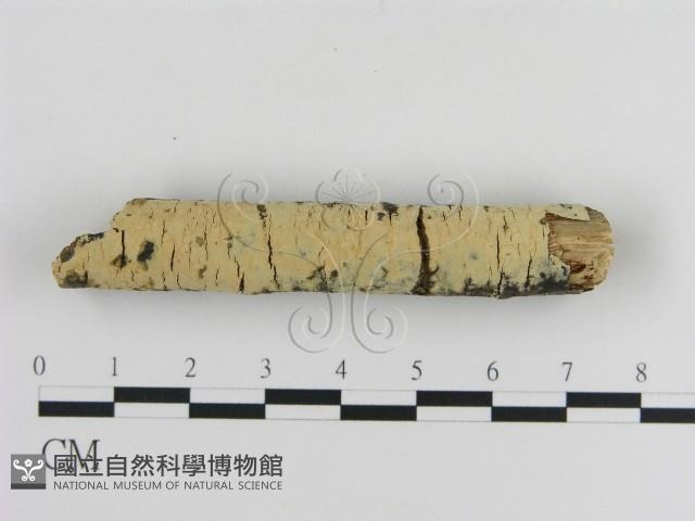 登錄號:F0000031藏品圖，第3張