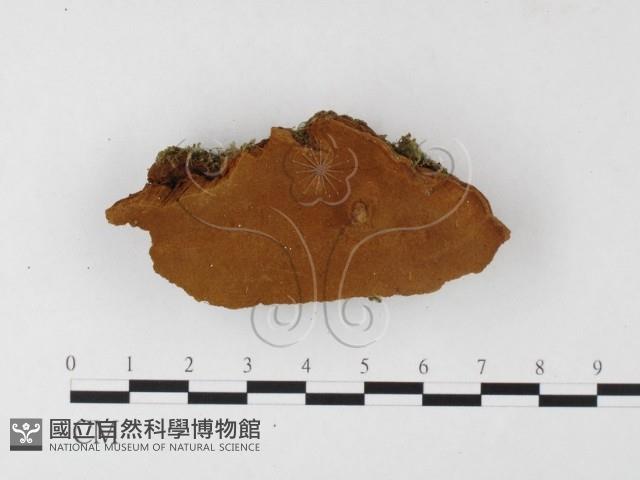 木層孔菌屬藏品圖，第3張