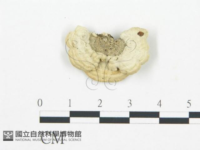 登錄號:F0006031藏品圖，第3張