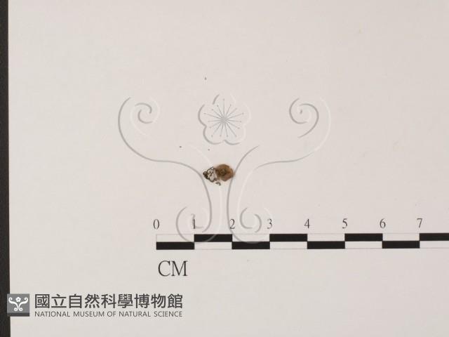 登錄號:F0021031藏品圖，第3張