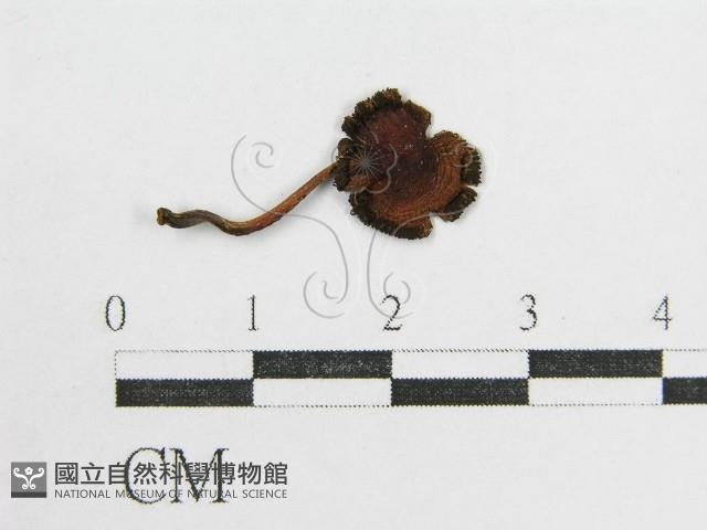 鬼傘屬藏品圖，第3張