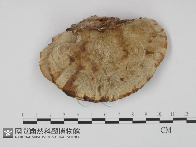 登錄號:F0004031藏品圖，第3張