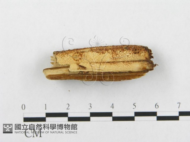 登錄號:F0014031藏品圖，第3張