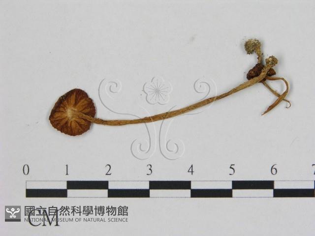 小菇屬藏品圖，第3張