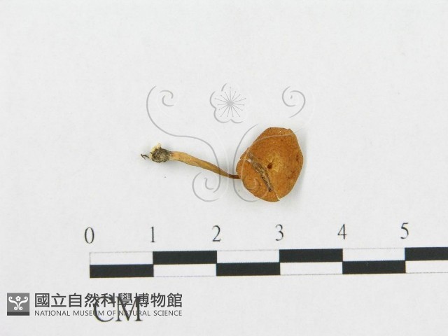 登錄號:F0007031藏品圖，第3張