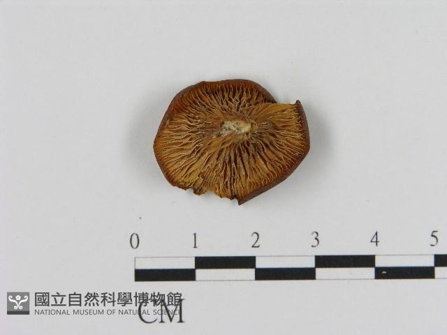 登錄號:F0017031藏品圖，第3張