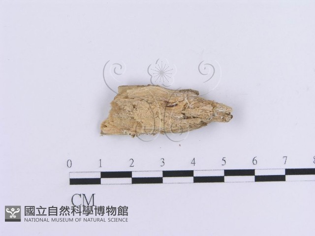 登錄號:F0005031藏品圖，第3張