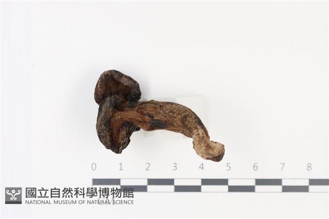 登錄號:F0035031藏品圖，第3張