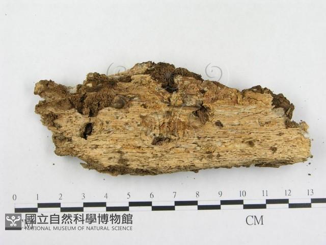 登錄號:F0009031藏品圖，第3張